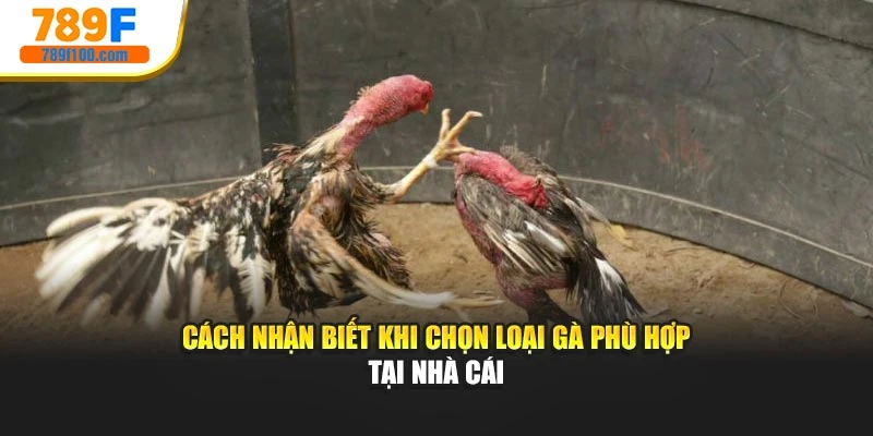 Cách nhận biết khi chọn loại gà phù hợp 