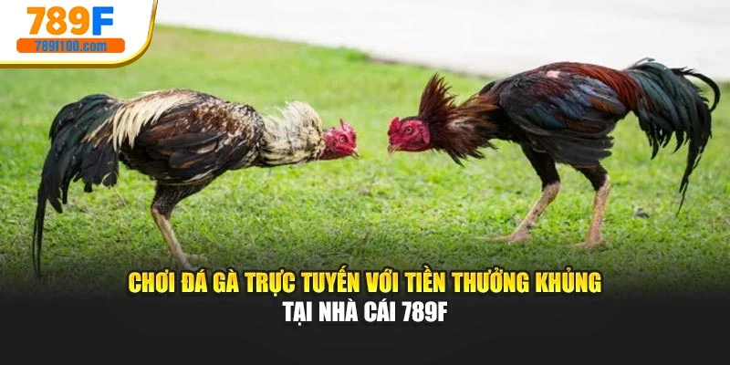 Chơi Đá Gà Trực Tuyến Với Tiền Thưởng Khủng Tại Nhà Cái 789F