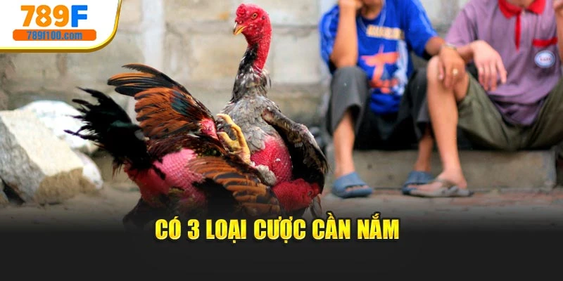 Có 3 loại cược cần nắm