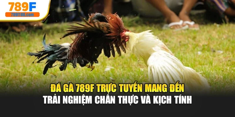 Đá gà 789F trực tuyến mang đến trải nghiệm chân thực và kịch tính