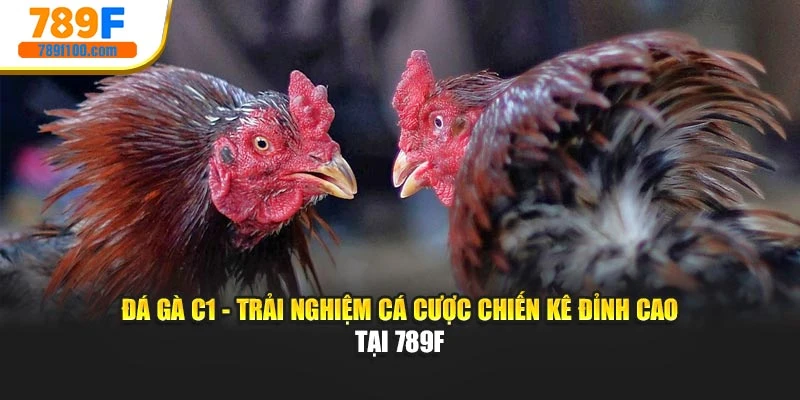 Đá Gà C1 - Trải Nghiệm Cá Cược Chiến Kê Đỉnh Cao Tại 789F