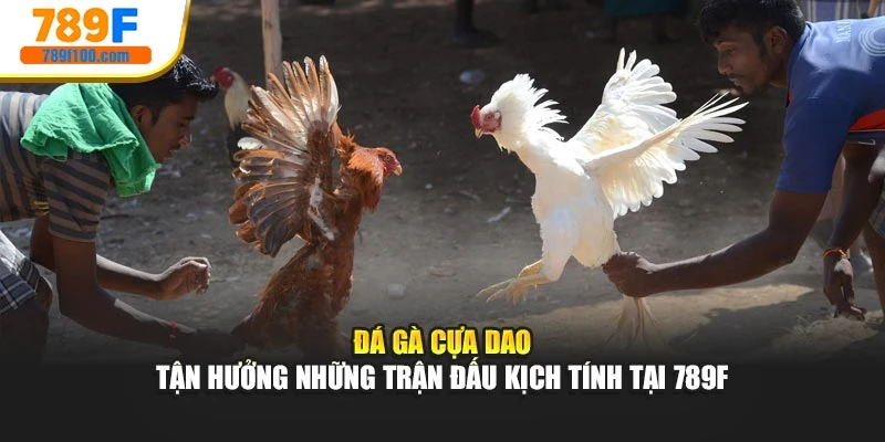 Đá Gà Cựa Dao - Tận Hưởng Những Trận Đấu Kịch Tính Tại 789F