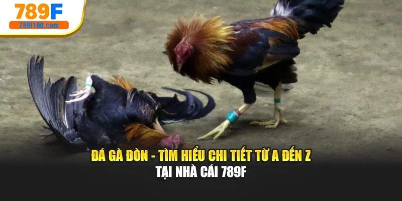 Đá Gà Đòn - Tìm Hiểu Chi Tiết Từ A Đến Z Tại Nhà Cái 789F