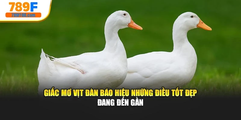 Giấc mơ vịt đàn báo hiệu những điều tốt đẹp đang đến gần