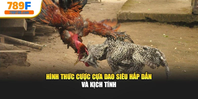 Hình thức cược cựa dao siêu hấp dẫn và kịch tính