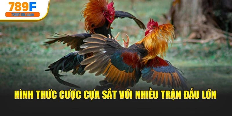 Hình thức cược cựa sắt với nhiều trận đấu lớn