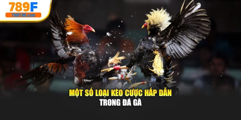 Một số loại kèo cược hấp dẫn trong đá gà