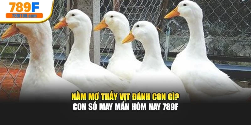 Nằm Mơ Thấy Vịt Đánh Con Gì? Con Số May Mắn Hôm Nay 789f
