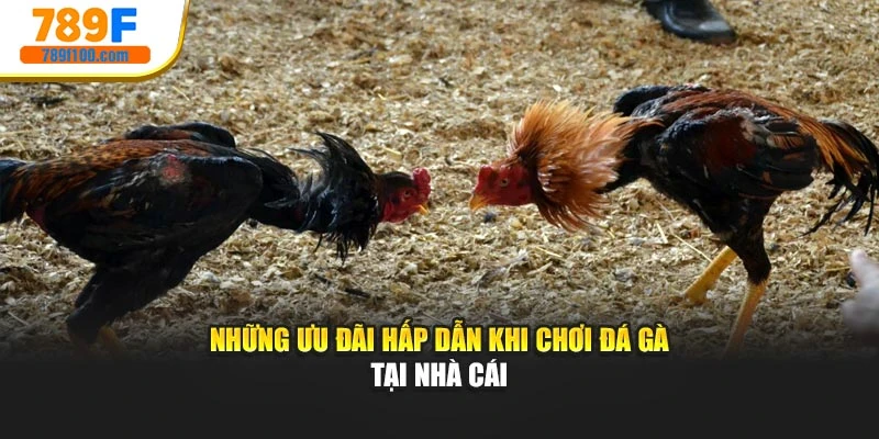 Những ưu đãi hấp dẫn khi chơi đá gà tại nhà cái