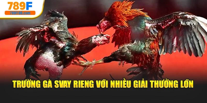 Trường gà Svay Rieng với nhiều giải thưởng lớn